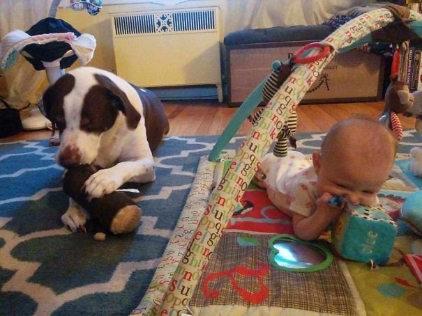 "Мы убедились: собака - лучший способ подготовиться к тому, чтобы стать родителями"