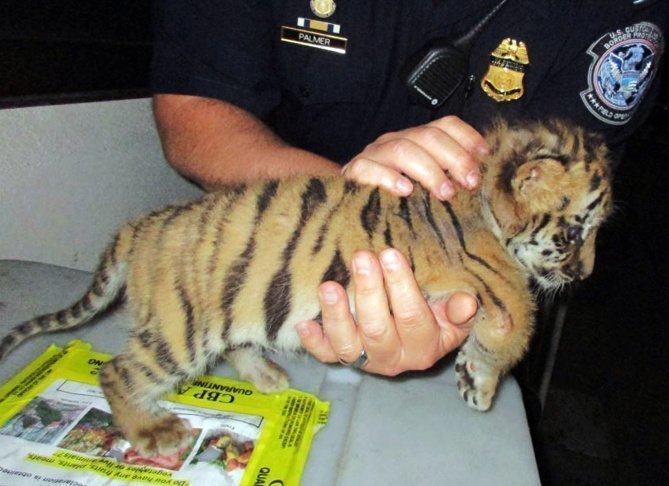 Необычная находка: в Мексике собака обнаружила живого тигра в почтовой посылке!