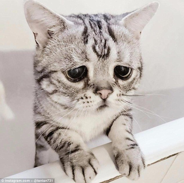 На аккаунт с изображениями печальной кошки подписаны 165 тысяч человек