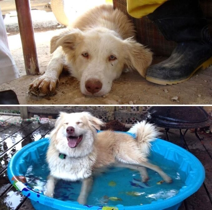 Моя собака Рипли: на первом фото ей 6 месяцев, Иран. На втором – через год в США