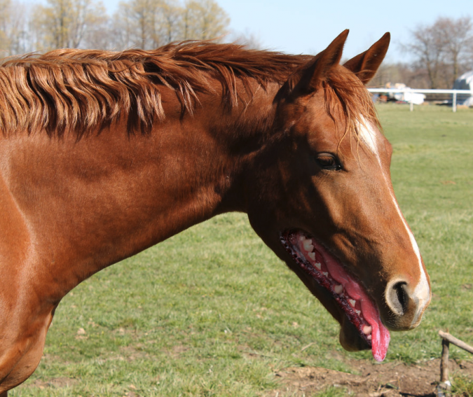 3. Лошадь с собачьей пастью напугала весь интернет - фотошоперы постарались