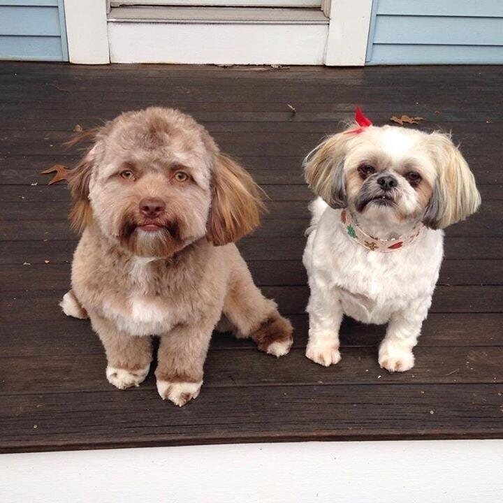  Йоги - пес с человеческим лицом