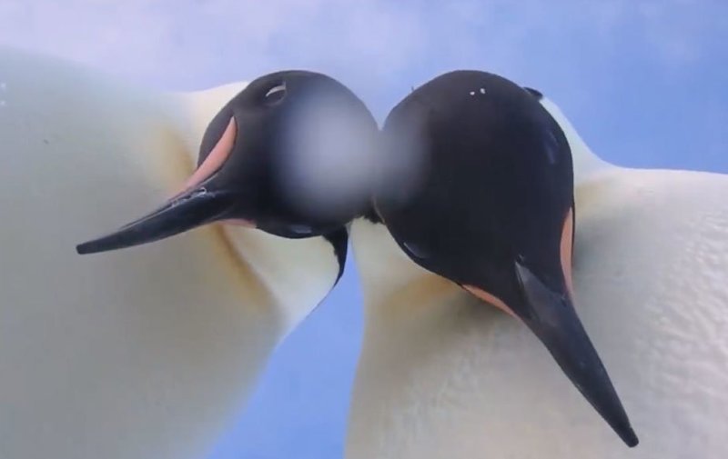 Пингвины нашли видеокамеру и доказали свою фотогеничность
