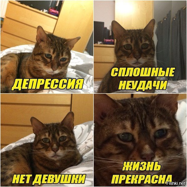 Грустный кот