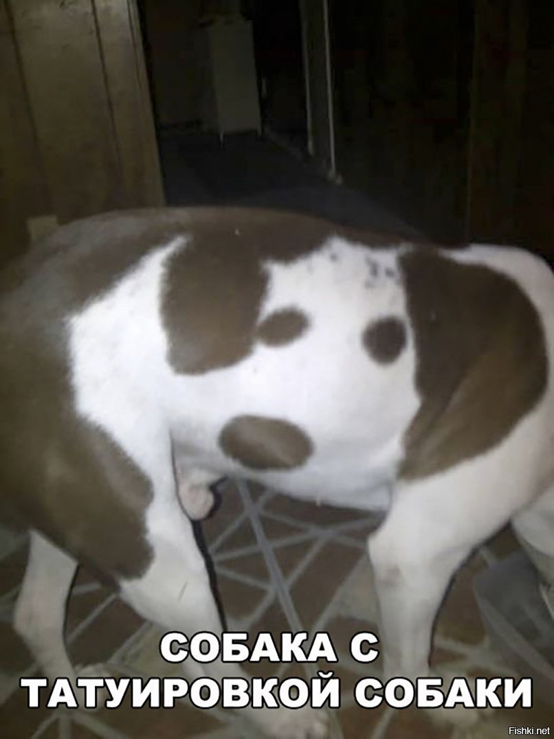 Собака с татуировкой собаки
