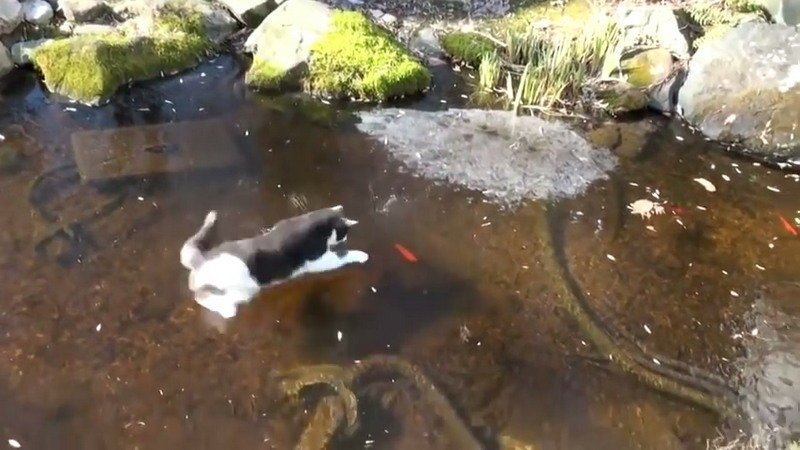 Кот отчаянно пытается поймать рыбу, которая плавает подо льдом