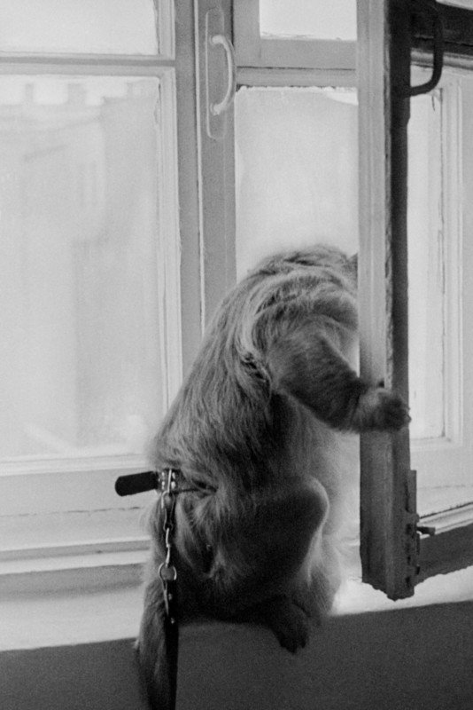Прикованная обезьяна, смотрящая в мир за окном 
