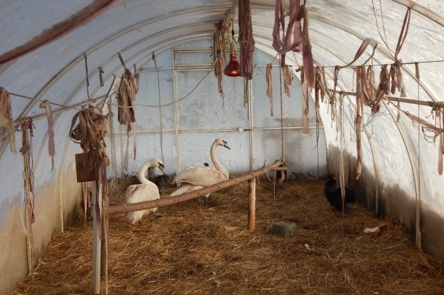 В Псковской области семью лебедей, не долетевшую до теплых краёв, приютила во дворе хозяйка кафе