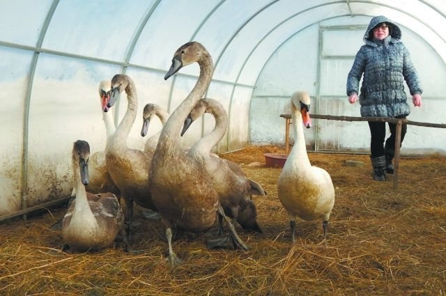 В Псковской области семью лебедей, не долетевшую до теплых краёв, приютила во дворе хозяйка кафе