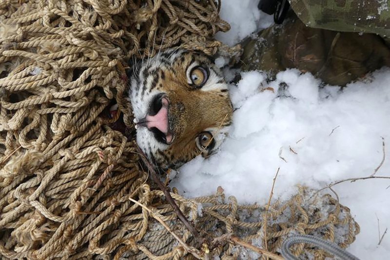 Самка амурского тигра повадилась охотиться на собак в селе Алексей-Никольское, Уссурийский городской округ Приморского края