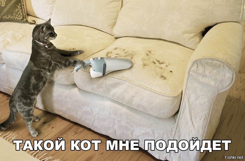 Такой кот мне подойдёт