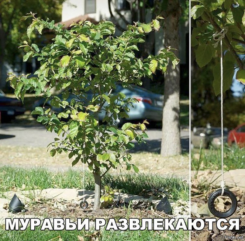 Муравьи развлекаются