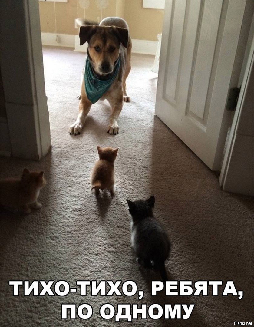 Банда котят