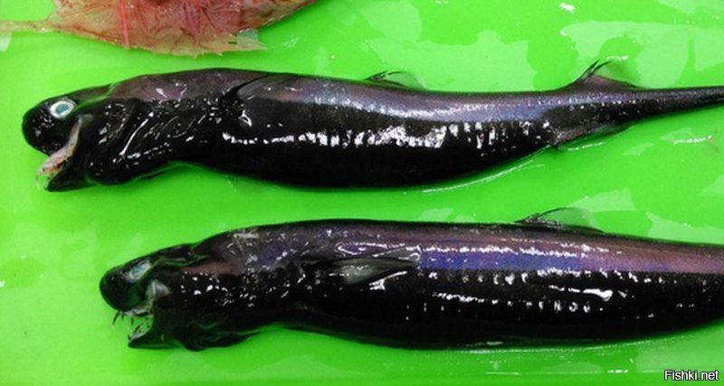 Недавно тайваньские рыбаки, разбирая сети, обнаружили удивительных рыб — исси...