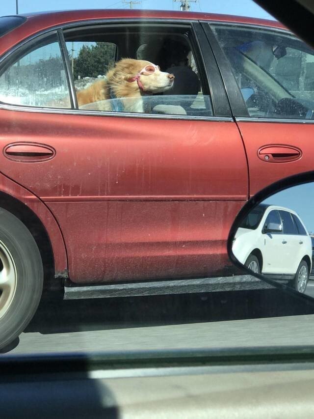Пес в машине