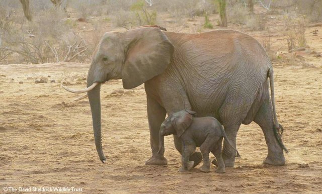 Люди однажды спасли эту дикую слониху, а спустя годы она привела к ним познакомиться своих слонят