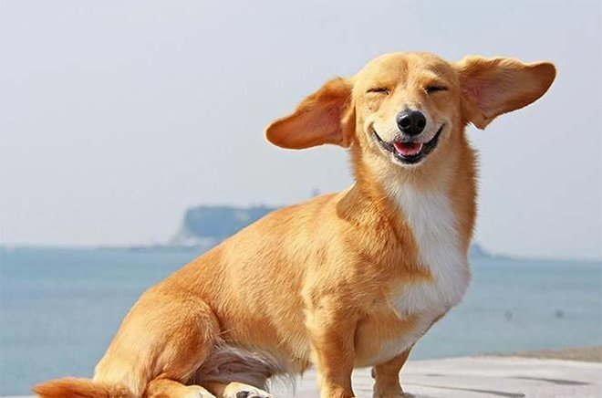 Собаки-улыбаки. Жизнь любит тех, кто ей улыбается!
