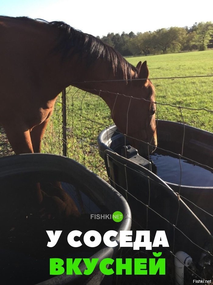 У соседа вкуснее