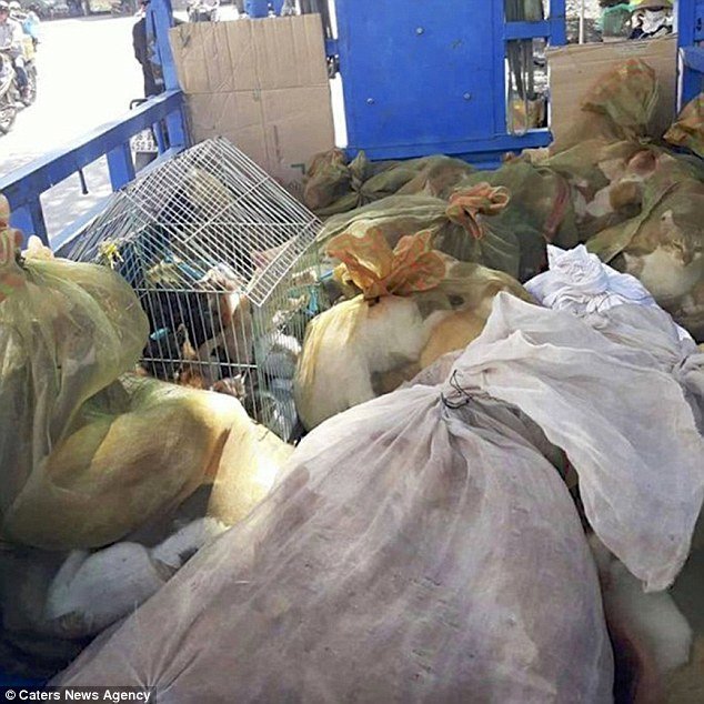 Расфасованы и готовы к кипятку: вьетнамский рынок кошачьего мяса