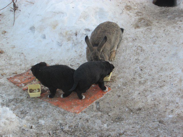 В Омской области сбежавший кролик спас щенков и заменил им убитую мать!
