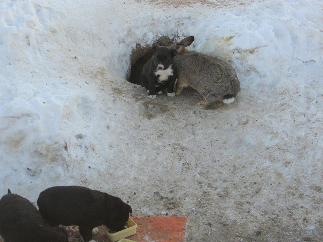В Омской области сбежавший кролик спас щенков и заменил им убитую мать!