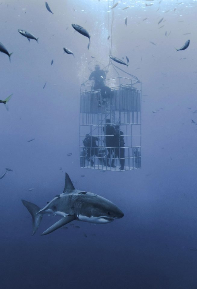 Дайверы в клетке едва не стали завтраком для гигантской белой акулы