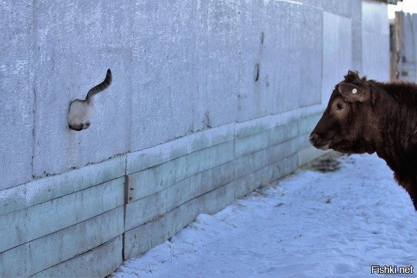 когда пожалел , что не  сел на диету