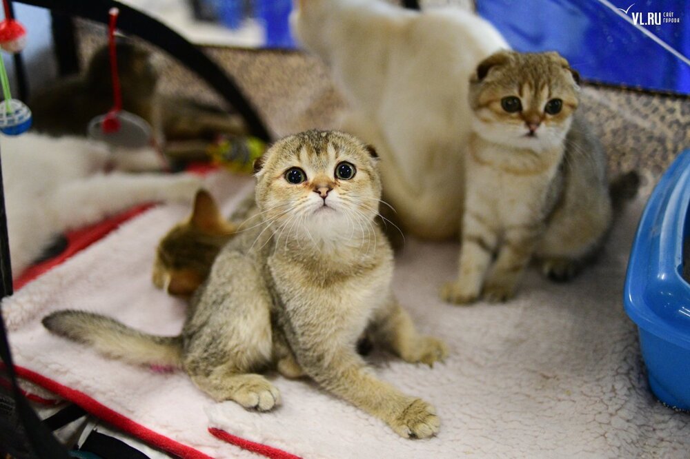 Выставка кошек во владимире