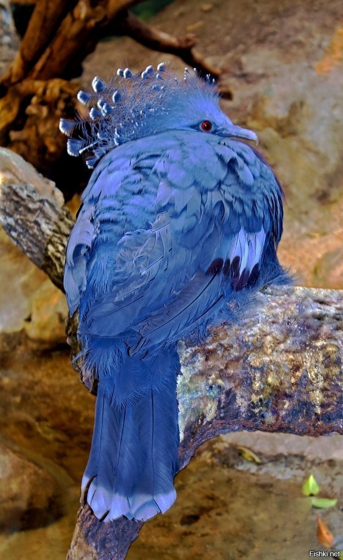 Веероносный венценосный голубь