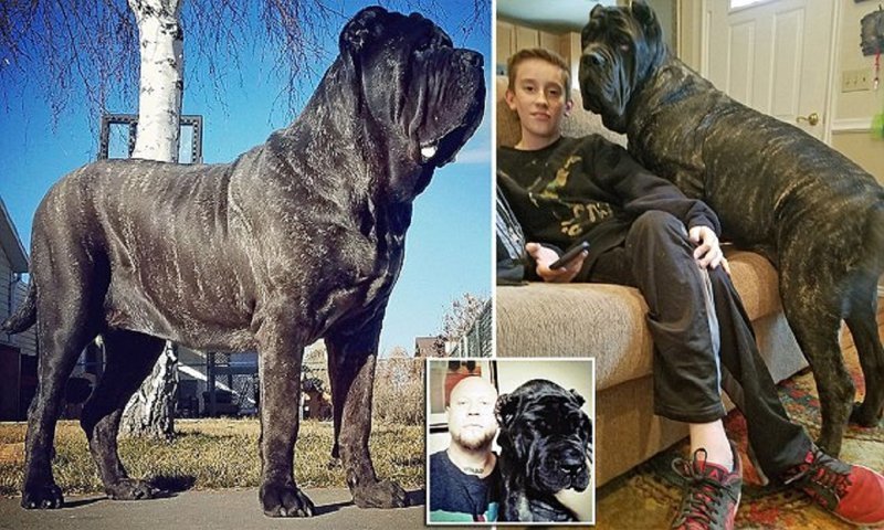 Самый большой щенок в мире живет в Юте