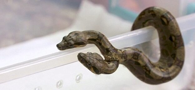 Двухголовая змея потрясла ученых