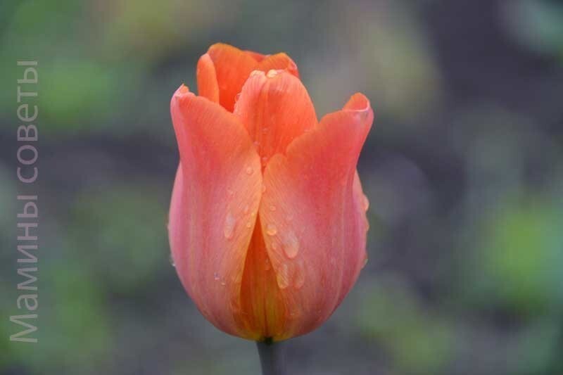 Полезные советы для наших тюльпанов