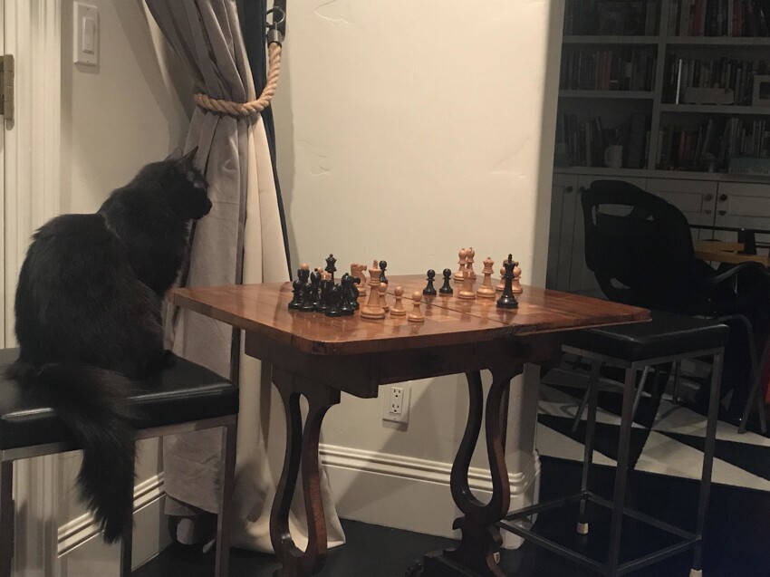 Пушистый шахматист