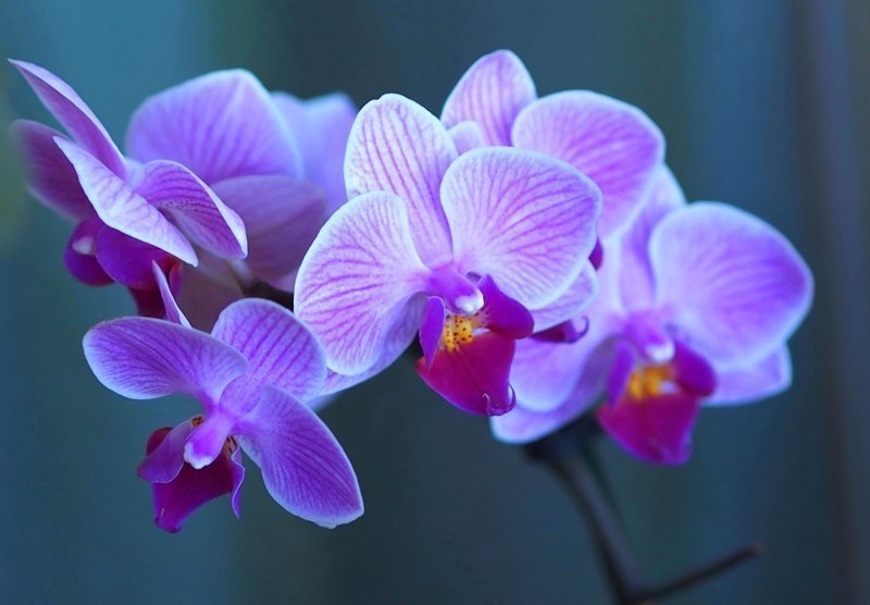 Вот 13 удивительных фактов об этом особенном цветке, которые вам обязательно понравятся: