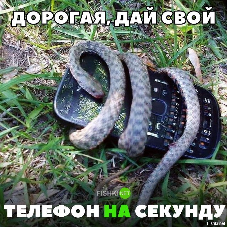 Дорогая ,дай свой телефон