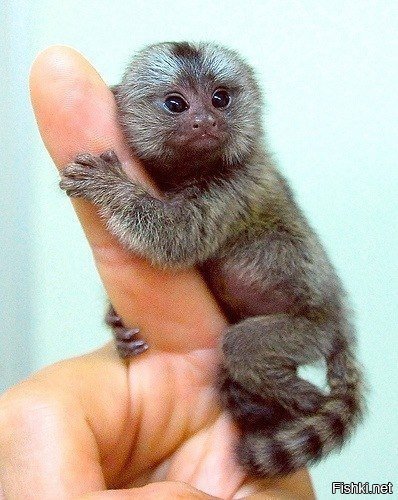 Мармозетка - самая маленькая в мире обезьянка, длина её тела около 12см + 15с...