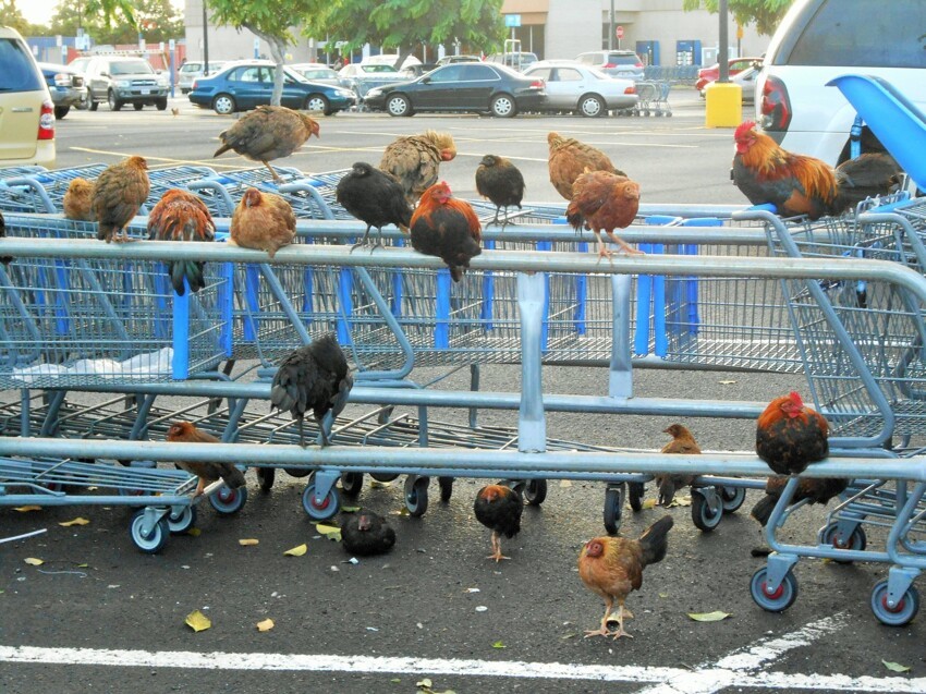 Курицы у магазина