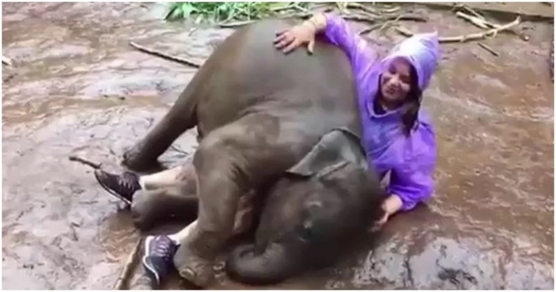 Озорной слоненок валяется в грязи с туристкой 