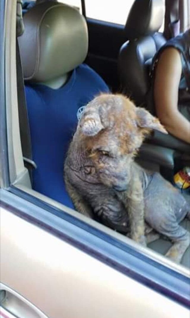 Мексиканка Карла Солис нашла под своей машиной больного напуганного пса и решила спасти бедное животное