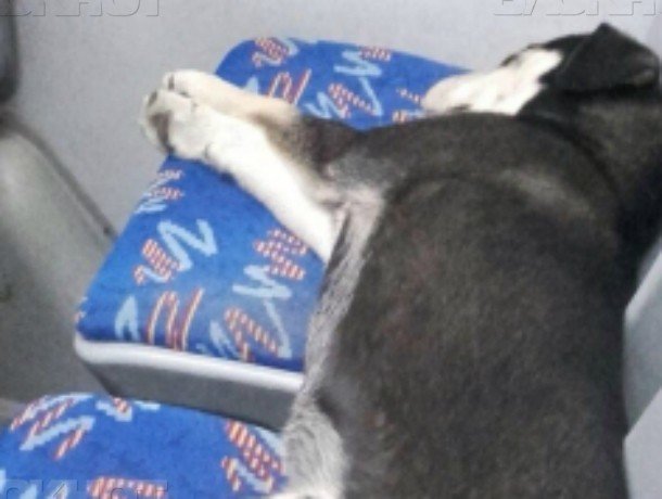 Пассажиры переполненного автобуса в Ростове уступили место собаке