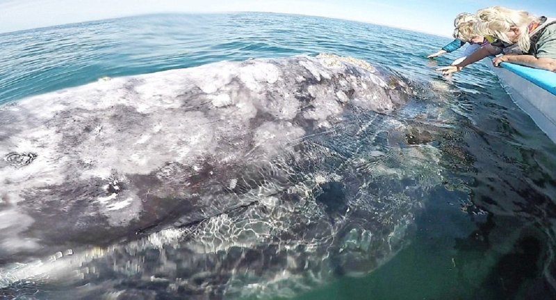 У побережья мексиканского штата Нижняя Калифорния 14-метровая самка серого кита вместе с детенышем поднялась на поверхность к судну с туристами