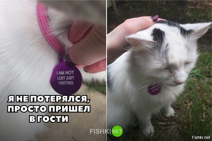 Когда кот любит по гостям ходить