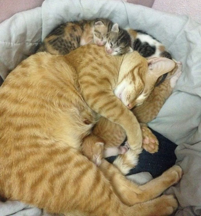 Кот поддержал кошку во время родов и покорил тысячи сердец