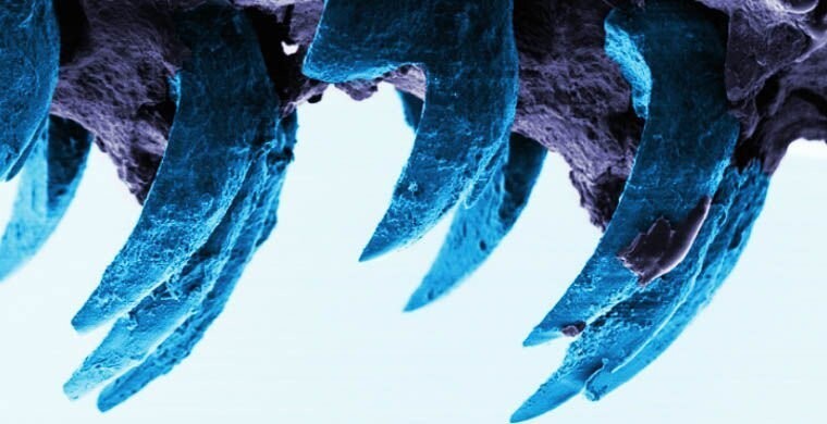 Самый прочный биоматериал - зубы морской улитки
