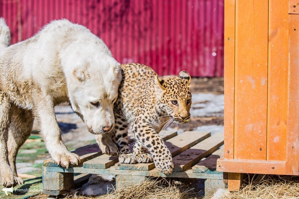 Друзья леопардов. Белый Лев зоопарк Приморский край. Собака выкармливает леопарда. Собака в зоопарке. Дружба леопарда и коровы.