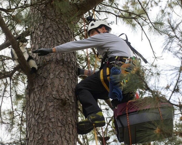 Американский пенсионер резво лазает по деревьям, бесплатно спасая котов