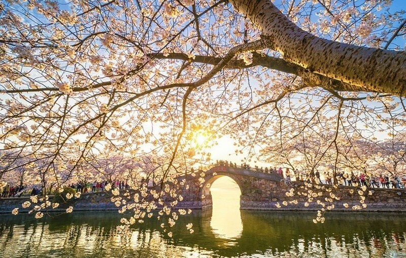 Весна пришла, но не к нам. В Китае расцвела сакура: 15 потрясающей красоты фото