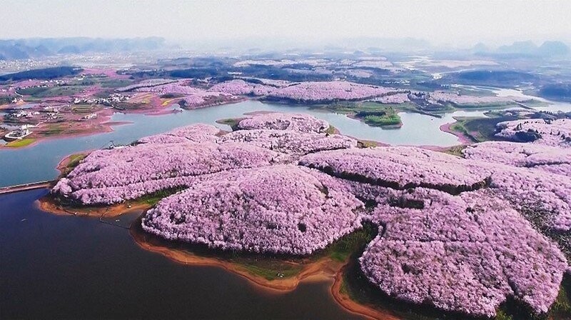 Весна пришла, но не к нам. В Китае расцвела сакура: 15 потрясающей красоты фото