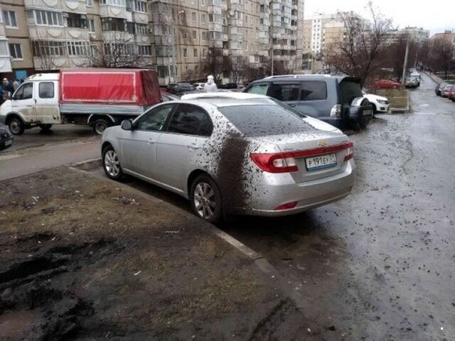 Автовсячина