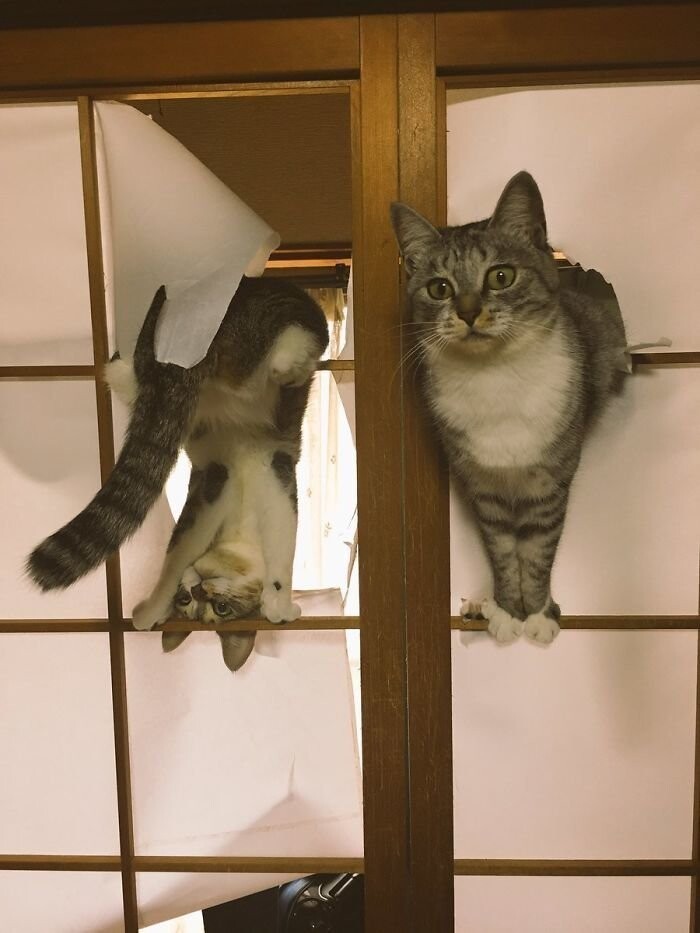 Коты думают, что новые японские двери - их новая игрушка